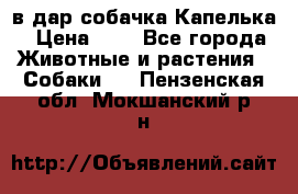 в дар собачка Капелька › Цена ­ 1 - Все города Животные и растения » Собаки   . Пензенская обл.,Мокшанский р-н